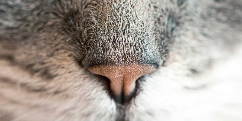 Unawatuna可持续旅行指南：探索斯里兰卡生态度假村与社区支持型旅游实践