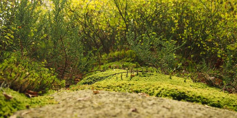 Unawatuna终极旅行指南:揭秘斯里兰卡的天堂海滩与度假胜地