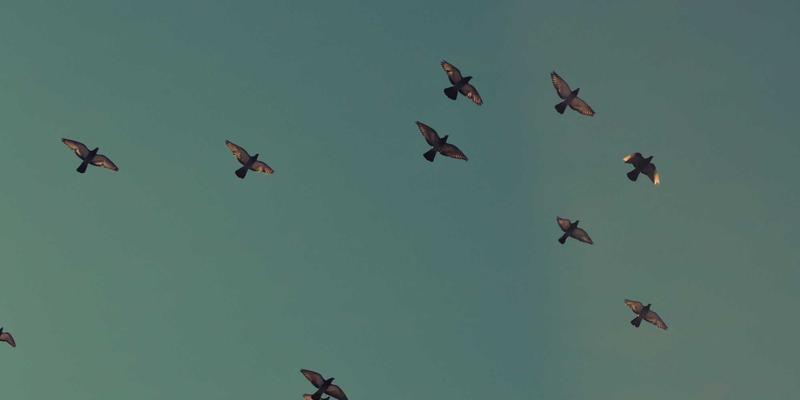 Unawatuna观鲸与海豚巡游终极指南：规划完美海滩假期的最佳季节与守则